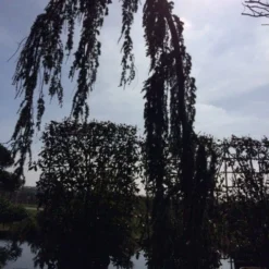 Treurceder Als Boom (Cedrus Libani 'Glauca Pendula') -Groen Ziel Verkoop cedrus libanica glauca pendula solitair geveerd 1