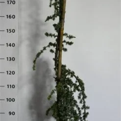 Treurceder (Cedrus Libani 'Glauca Pendula') -Groen Ziel Verkoop cedrusglaucape