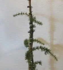 Treurceder Als Boom (Cedrus Libani 'Glauca Pendula') -Groen Ziel Verkoop celibanicaglauca pendula080