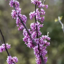Groen Ziel Verkoop 17 Judasboom Als Struik (Cercis Canadensis)