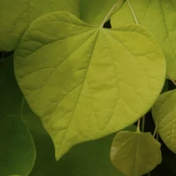 Groen Ziel Verkoop -Groen Ziel Verkoop cercis canadensis01