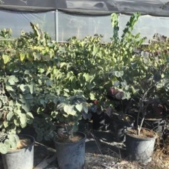 Judasboom Als Struik (Cercis Canadensis 'Forest Pansy') 13 Judasboom Als Struik (Cercis Canadensis 'Forest Pansy') -Groen Ziel Verkoop cercis canadensis forest pansy 100 125 cm