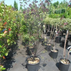 Judasboom Als Struik (Cercis Canadensis 'Forest Pansy') 10 Judasboom Als Struik (Cercis Canadensis 'Forest Pansy') -Groen Ziel Verkoop cercis canadensis forest pansy 125 150