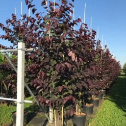 Meerstammige Judasboom (Cercis Canadensis 'Forest Pansy') -Groen Ziel Verkoop cercis canadensis forest pansy c50 3 stem