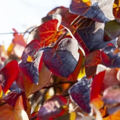 Treur Judasboom (Cercis Canadensis 'Ruby Falls') -Groen Ziel Verkoop cercis canadensis ruby falls02
