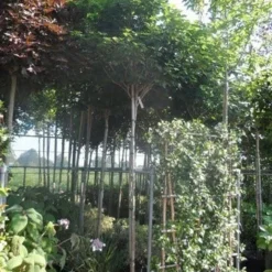 Chinese Judasboom (Cercis Chinensis 'Avondale') 16 Chinese Judasboom (Cercis Chinensis 'Avondale') -Groen Ziel Verkoop cercis chinensis avondale 10 12 14ho cont