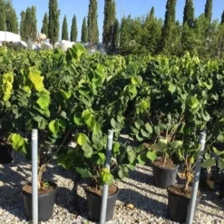 Chinese Judasboom (Cercis Chinensis 'Avondale') 19 Chinese Judasboom (Cercis Chinensis 'Avondale') -Groen Ziel Verkoop cercis chinensis avondale 100 125 c18