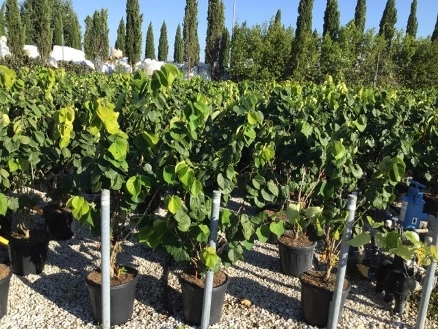 Chinese Judasboom (Cercis Chinensis 'Avondale') 10 Chinese Judasboom (Cercis Chinensis 'Avondale') - Afbeelding 10