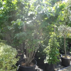 Chinese Judasboom (Cercis Chinensis 'Avondale') 14 Chinese Judasboom (Cercis Chinensis 'Avondale') -Groen Ziel Verkoop cercis chinensis avondale 175 200 250