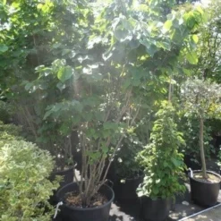 Chinese Judasboom (Cercis Chinensis 'Avondale') 17 Chinese Judasboom (Cercis Chinensis 'Avondale') -Groen Ziel Verkoop cercis chinensis avondale 175 200 250 1