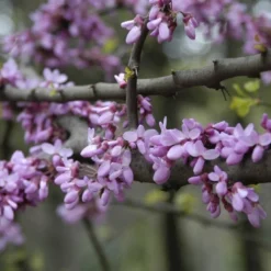 Judasboom (Cercis Siliquastrum)