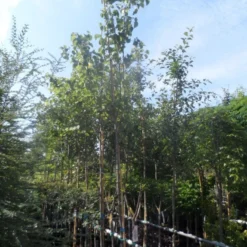 Judasboom (Cercis Siliquastrum) 13 Judasboom (Cercis Siliquastrum) -Groen Ziel Verkoop cercis siliquastrum 10 12ho cont 1