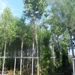 Judasboom (Cercis Siliquastrum) 14 Judasboom (Cercis Siliquastrum) -Groen Ziel Verkoop cercis siliquastrum 18 20ho cont 2