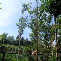 Judasboom (Cercis Siliquastrum) 16 Judasboom (Cercis Siliquastrum) -Groen Ziel Verkoop cercis siliquastrum 8 10 12ho cont 2