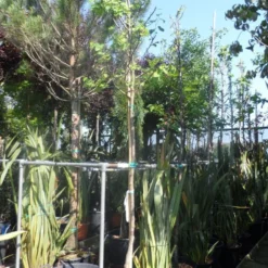 Judasboom (Cercis Siliquastrum) 17 Judasboom (Cercis Siliquastrum) -Groen Ziel Verkoop cercis siliquastrum alba 10 12ho cont 2