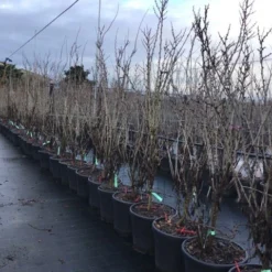 Chinese Judasboom (Cercis Chinensis 'Shirobana') 8 Chinese Judasboom (Cercis Chinensis 'Shirobana') -Groen Ziel Verkoop cercisshirbana 1