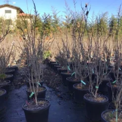 Chinese Judasboom (Cercis Chinensis 'Shirobana') 7 Chinese Judasboom (Cercis Chinensis 'Shirobana') -Groen Ziel Verkoop cercisshirobana125