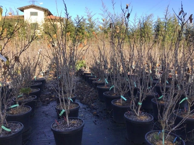 Chinese Judasboom (Cercis Chinensis 'Shirobana') 3 Chinese Judasboom (Cercis Chinensis 'Shirobana') - Afbeelding 3