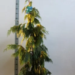 Cypres (Chamaecyparis Nootkatensis 'Pendula') -Groen Ziel Verkoop chamacyparis n pendula 100 125 cm co. 10l kopie 1