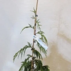 Cypres (Chamaecyparis Nootkatensis 'Pendula') -Groen Ziel Verkoop chamacyparisnpendula050 060 1
