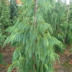 Cypres (Chamaecyparis Nootkatensis 'Pendula') -Groen Ziel Verkoop chamacyparisntkpend.125150ak 1