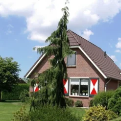 Cypres (Chamaecyparis Nootkatensis 'Pendula') -Groen Ziel Verkoop chamaecyparis nootk. pendula 1