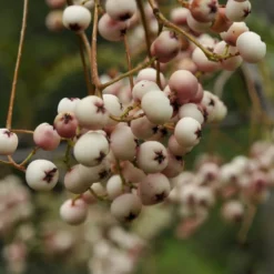 Chinese Lijsterbes (Sorbus Vilmorinii)