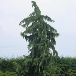 Cypres (Chamaecyparis Nootkatensis 'Pendula') -Groen Ziel Verkoop chnpendu 4 1