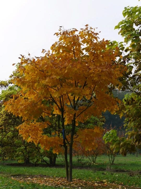 Geelhout Als Struik (Cladrastis Kentukea) 2 Geelhout Als Struik (Cladrastis Kentukea) - Afbeelding 2