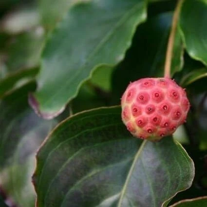 Kornoelje (Cornus Kousa 'China Girl') 14 Kornoelje (Cornus Kousa 'China Girl') - Afbeelding 14