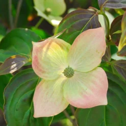 Kornoelje (Cornus Kousa 'Teutonia')
