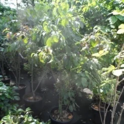 Veelbloemige Kornoelje (Cornus Florida 'Cloud Nine') 8 Veelbloemige Kornoelje (Cornus Florida 'Cloud Nine') -Groen Ziel Verkoop cornus florida 150 175 200 c50 1