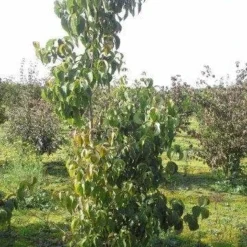 Amerikaanse Kornoelje (Cornus Florida 'Rubra') 16 Amerikaanse Kornoelje (Cornus Florida 'Rubra') -Groen Ziel Verkoop cornus florida 180 2