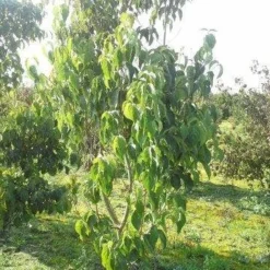 Amerikaanse Kornoelje (Cornus Florida 'Rubra') 19 Amerikaanse Kornoelje (Cornus Florida 'Rubra') -Groen Ziel Verkoop cornus florida 180 3 2