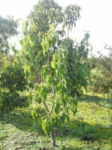 Amerikaanse Kornoelje (Cornus Florida 'Rubra') 10 Amerikaanse Kornoelje (Cornus Florida 'Rubra') - Afbeelding 10