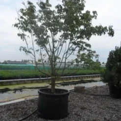 Amerikaanse Kornoelje (Cornus Florida 'Rubra') 17 Amerikaanse Kornoelje (Cornus Florida 'Rubra') -Groen Ziel Verkoop cornus florida 350 400 c750 2