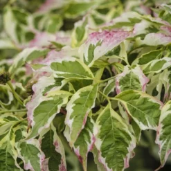 Kornoelje (Cornus Florida 'Cherokee Daybreak') 6 Kornoelje (Cornus Florida 'Cherokee Daybreak') -Groen Ziel Verkoop cornus florida cherokee daybreak 1