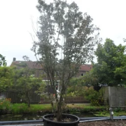 Amerikaanse Kornoelje (Cornus Florida 'Rubra') 15 Amerikaanse Kornoelje (Cornus Florida 'Rubra') -Groen Ziel Verkoop cornus florida rubra 400 500 c750