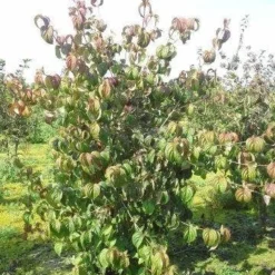 Kornoelje (Cornus Kousa 'China Girl') 23 Kornoelje (Cornus Kousa 'China Girl') -Groen Ziel Verkoop cornus kousa 180 2