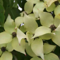 Kornoelje (Cornus Kousa 'China Girl') 20 Kornoelje (Cornus Kousa 'China Girl') -Groen Ziel Verkoop cornus kousa china girl 2