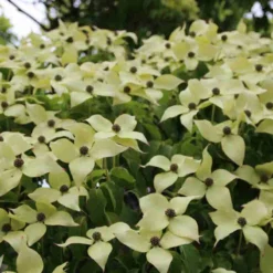 Kornoelje (Cornus Kousa 'China Girl') 19 Kornoelje (Cornus Kousa 'China Girl') -Groen Ziel Verkoop cornus kousa china girl 3