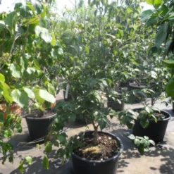 Japanse Kornoelje (Cornus Kousa) 14 Japanse Kornoelje (Cornus Kousa) -Groen Ziel Verkoop cornus kousa satomi 150 175 200