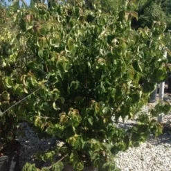 Japanse Kornoelje (Cornus Kousa 'Weisse Fontaine') 6 Japanse Kornoelje (Cornus Kousa 'Weisse Fontaine') -Groen Ziel Verkoop cornuskousa125