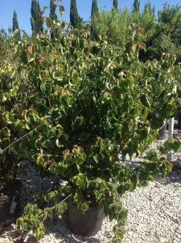 Japanse Kornoelje (Cornus Kousa 'Weisse Fontaine') 3 Japanse Kornoelje (Cornus Kousa 'Weisse Fontaine') - Afbeelding 3