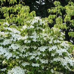 Meerstammige Kornoelje (Cornus Kousa 'Milky Way')