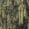 Kronkelhazelaar Als Boom (Corylus Avellana 'Contorta')