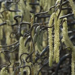 Kronkelhazelaar Als Boom (Corylus Avellana 'Contorta')
