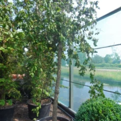 Kronkelhazelaar Als Boom (Corylus Avellana 'Contorta') 6 Kronkelhazelaar Als Boom (Corylus Avellana 'Contorta') -Groen Ziel Verkoop corylus avellana contorta 20 25ho c160 2