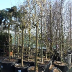 Kronkelhazelaar Als Boom (Corylus Avellana 'Contorta') 7 Kronkelhazelaar Als Boom (Corylus Avellana 'Contorta') -Groen Ziel Verkoop corylus avellana contorta 2025cm 2