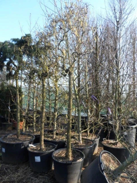 Kronkelhazelaar Als Boom (Corylus Avellana 'Contorta') 4 Kronkelhazelaar Als Boom (Corylus Avellana 'Contorta') - Afbeelding 4